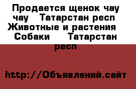 Продается щенок чау-чау - Татарстан респ. Животные и растения » Собаки   . Татарстан респ.